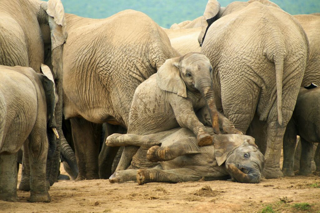 Group of wild elephants in South Africa