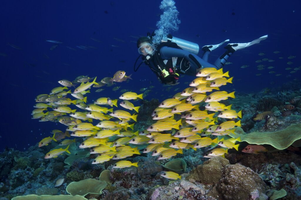 Oceania, Palau, Diver watching schoal of bluestripe snappers